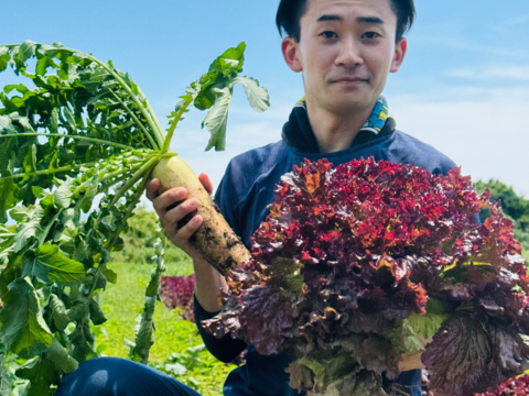 【緊急】15名様限定　サニーレタスと大根の野菜セット　【大特価】