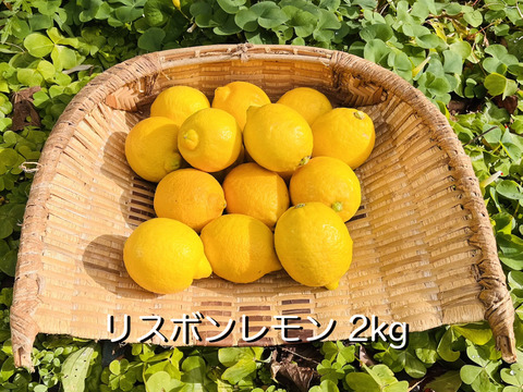 [自然栽培]リスボンレモン(1kg)栽培期間中農薬不使用、肥料不使用