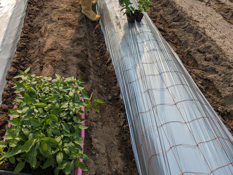 朝取り！　訳ありナス(筑陽)3キロ(15〜30本)