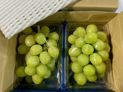 【今季最後のシャイン】高糖度ご家庭用 完熟シャインマスカット　詰め合わせパック(合計約1.6kg)