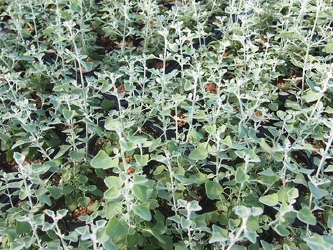 2個セット ラゴディア ハスタータ （ホワイトソルトブッシュ） カラーリーフ 常緑低木