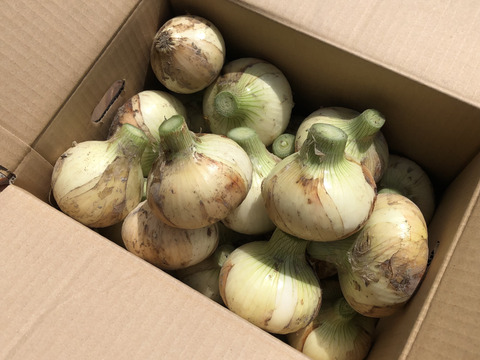 【旬をお届け】淡路島産 極早生新玉ねぎ9キロ