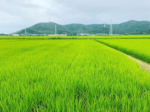 【令和7年新米】渥美半島コシヒカリ　白米9kg