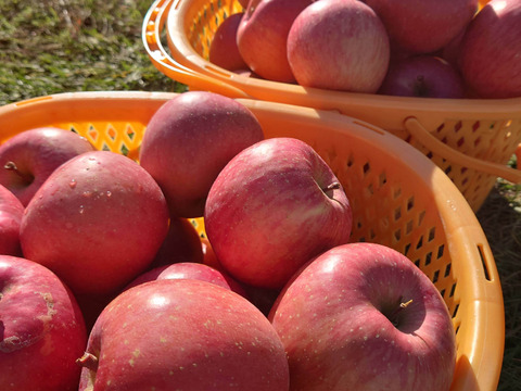 食味重視！「ふじ」3kg　秋田県産