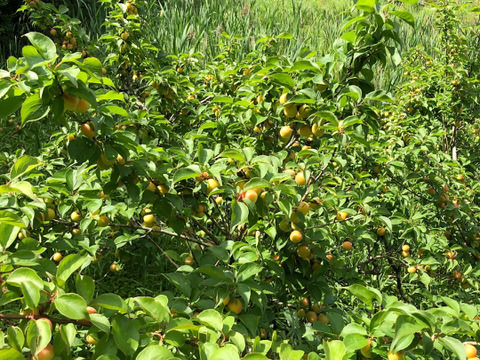 愛媛県　砥部町産　自家農園のふぞろいの小梅たち5kg（農薬・化学肥料・除草剤不使用　ご家庭用　梅干し用　梅シロップ用）（チルド配送）