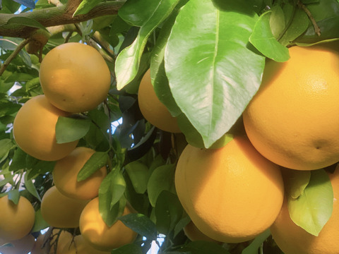 超訳あり１Ｋ＊小さめグレープフルーツ・さがんルビー