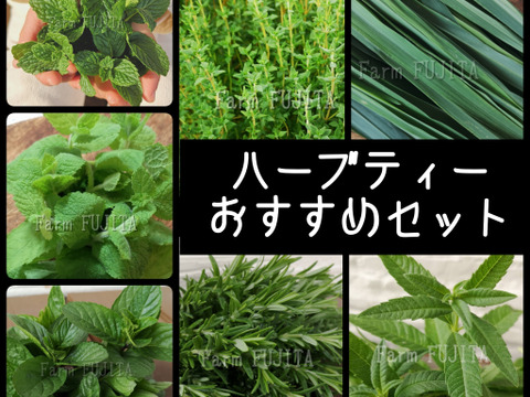 7種お届け ハーブティーおすすめセット 冷蔵配送 約170g 和歌山県産 食べチョク 農家 漁師の産直ネット通販 旬の食材を生産者直送