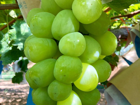 《彩り3色セット》泉州パープル1房+雄宝1房＋クインニーナ1房のセット