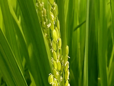 一等米✨【令和7年新米】栽培期間中農薬不使用【コシヒカリ白米２４ｋｇ】天然資材＆有機質肥料のみ🌱1年間【農薬・化学肥料・除草剤・動物性堆肥不使用】米・穀類🥇AW2023【エコ】