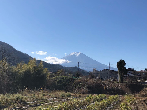 数量限定【富士山の麓から】農薬化学肥料不使用で栽培した秋の新じゃが掘りたてアンデスレッド