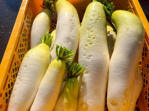 じんわ〜り染みる！冬の濃厚とろ甘大根 約4.8kg（農薬・化学肥料・除草剤・防虫剤不使用）