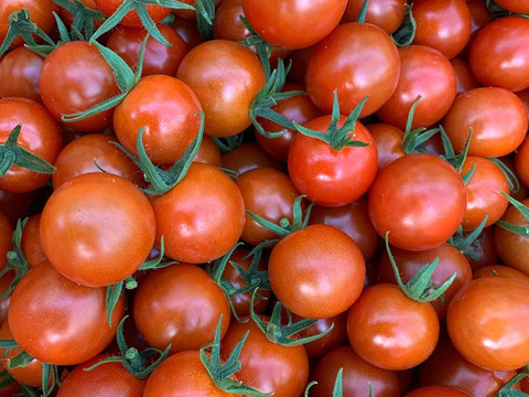 プリっぷりの触感とさわやかな甘さ♪くろき園芸のミニトマト千果