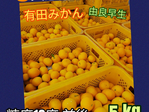 有田みかん🍊由良早生 5kg SALE