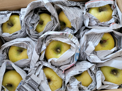 【家庭用】シャキシャキ！サクサク！シナノゴールド 約3kg 信州りんご