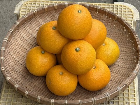 シャキプリッ♪和歌山の甘酸っぱい八朔 5kg