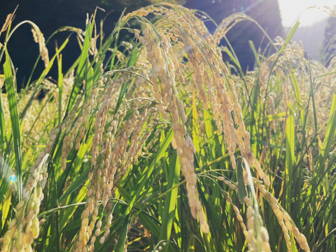 贈答用【令和4年度産】天下第一の米「穂増（ほまし）」（２kg）農薬・肥料不使用　自然栽培　湧水育ち！