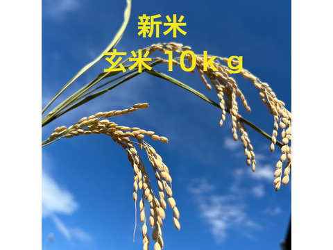 新米【令和6年 玄米 】10kg 農薬不使用 ・化学肥料不使用 千葉県香取市産 特別栽培米　ふさおとめ  農家直送　収穫したてです。