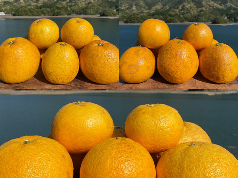 【初回限定BOX】3種柑橘食べ比べセット（河内晩柑・紅河内晩柑・甘夏）箱込み4kg【柑橘食べ比べ】