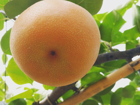 あま酸っぱーい梨♡豊水【規格外】2kg