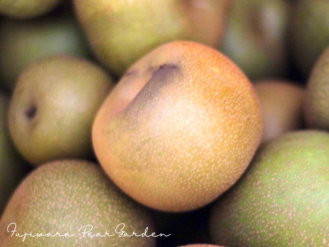 【幸水3kg箱いっぱい】【家づかい用】甘さダントツ一番！太陽の恵みいっぱい！庄内甘熟梨