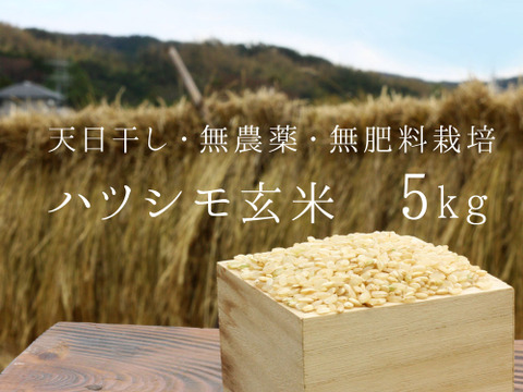 【無農薬・無肥料 生命力溢れる】ハツシモ玄米5kg