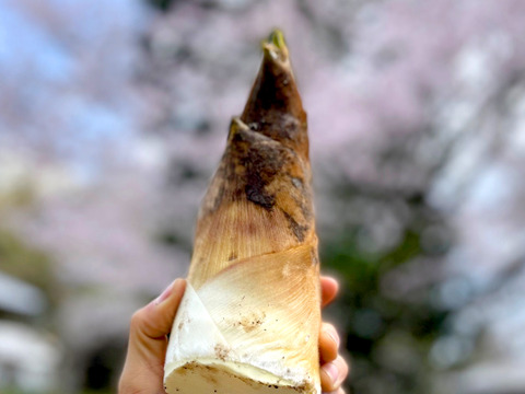 【2026年産】旬の天然タケノコ2kg（富山県氷見産 / ふるさと納税可）/ 栽培期間中、農薬・化学肥料・除草剤不使用［朝掘り採れたて発送］