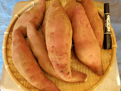 調理サイズ2.5kg/箱詰/土付　ハロウィンスイート