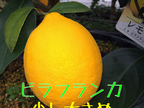 食べ比べ！木熟『猪苗代檸檬』３種各２玉計６玉