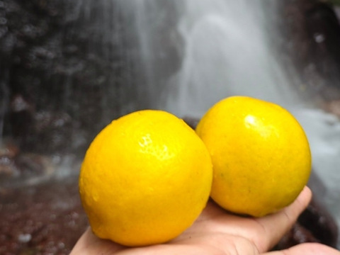 大好評！奄美大島産の島れもん(2.4kg)✿芳醇な香りと爽やかな味✿リピート急増中の農薬不使用栽培の国産レモンです🍋