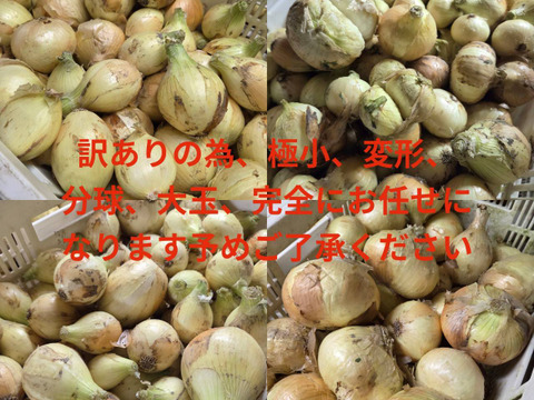 食べチョク最安値】【収穫数限りで終了】10kg☆1400円!大豊作 食べチョク最安値】【収穫数限りで終了】10kg☆1400円!大豊作