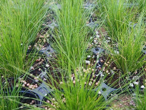 2個セット グラス スティパ エンジェル ヘア  イングリッシュガーデン 花苗 多年草 宿根草