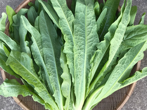 油麦菜(Ａ菜）１ｋｇ／独特な香りで芯まで美味しい！中国の定番野菜！