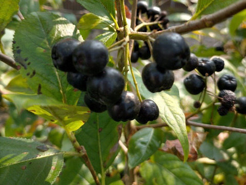 ★2【ｽｰﾊﾟｰﾌｰﾄﾞ】セミドライアロニア（ｱﾝﾄｼｱﾆﾝ豊富♪無添加無着色）33ｇ×2個（やわらかめの乾燥したてを発送）新潟県産　アロニア（ブルーベリー　ポリフェノール  抗酸化）