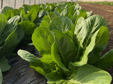 【数量限定】ロメインレタス　２個入り　シーザーサラダのレタス！