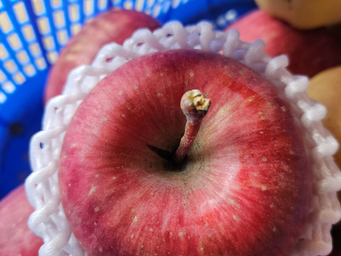 青森県産サンふじりんご約3㎏（キャップ8～10個）