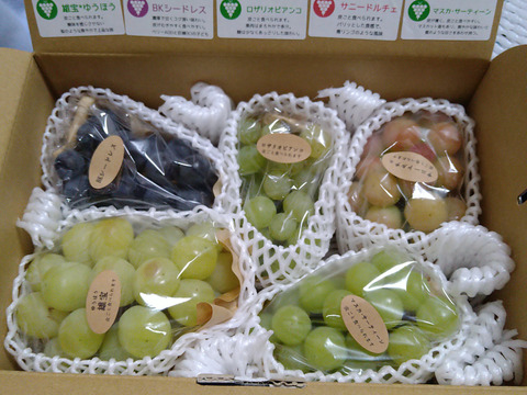 【ご家庭用4～6房】ぶどう食べ比べセット（品種おまかせ／約1.8kg）