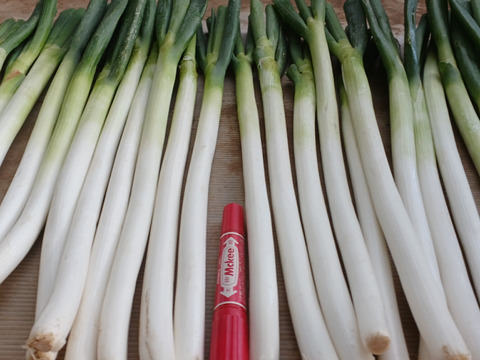 【福袋】🚨至福の極甘ネギ【数量限定】🚨皮むき白ネギ【厳選Lサイズ】約11kg93本入り❗✨信州産✨【特別栽培】✨【無消毒栽培】