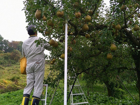 食味審査★優秀賞★ラ・フランス&完熟ふじりんご詰合せ(約3kg)