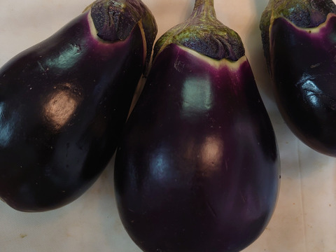 南房総で作った【泉州水なす】生✨🍆✨