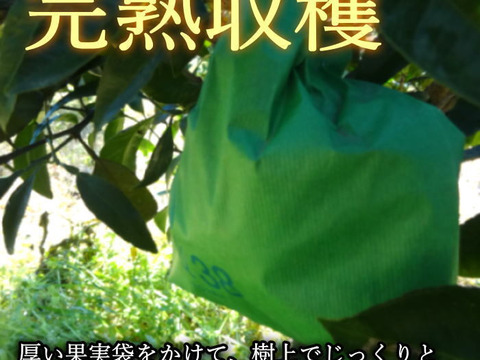 【数量限定★極上の食べ比べ】🏆みかん柑橘グランプリ2026最高金賞含む最多４部門受賞の「木熟せとか」＆店長イチ押しの高糖度しらぬい「甘熟デコ」　サイズ混合　お試し品　約2.25ｋｇ【415-225k】