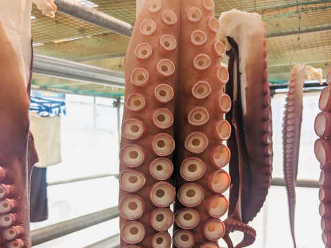 1.2kgミズダコ足頭セット【人気No1】活茹でタコ【真空加工】　北海道白老産