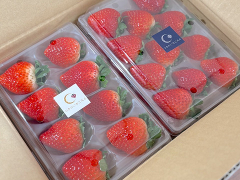 （1kg:4ケース）朝採れとちおとめ　いちご生産量日本一の街からお届けします★
