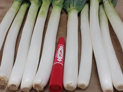 数量限定✅皮むき白ネギ✅極太2L/超極太3L混合【4本増量】24本❗❗4,480円→2,680円✅