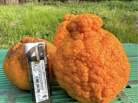 加工用 熊本県産 不知火 (肥の豊) 箱込み10kg