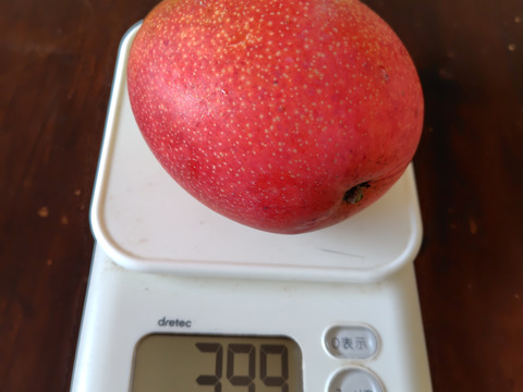 国産アップルマンゴー　家庭用　
3玉から5玉