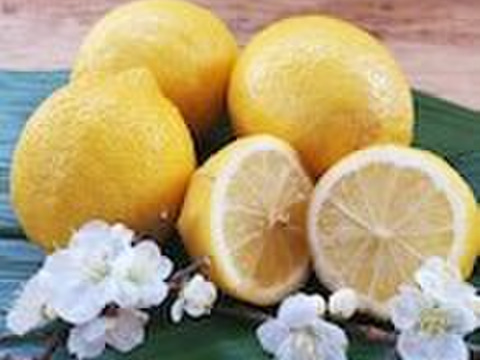 自然農法　レモン　２Kg