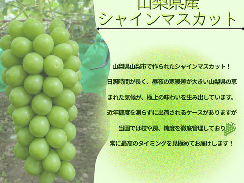 山梨県産／パリッと食感！訳ありシャインマスカット ご家庭用1Kg【限定