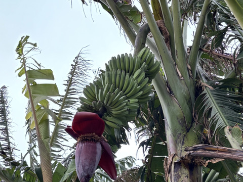 南国育ちのナムア系バナナ（一房）