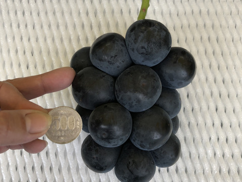 【家庭用】展伸園の朝採れブラックビート約3kg(5～7房)