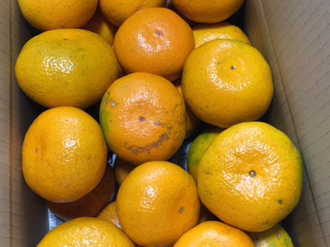 【農薬不使用】ちょっとを美味しく試せておすすめ！1/10頃発送です！ねこ農園の青島みかん1kg【お試し】